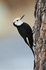 White-headed Woodpecker